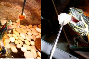 Kot lahko nahranite rdeče želve? Kot lahko nahranite rdeče želve?